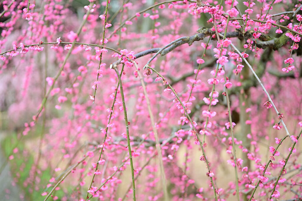 大草山昇竜しだれ梅園しだれ梅の花