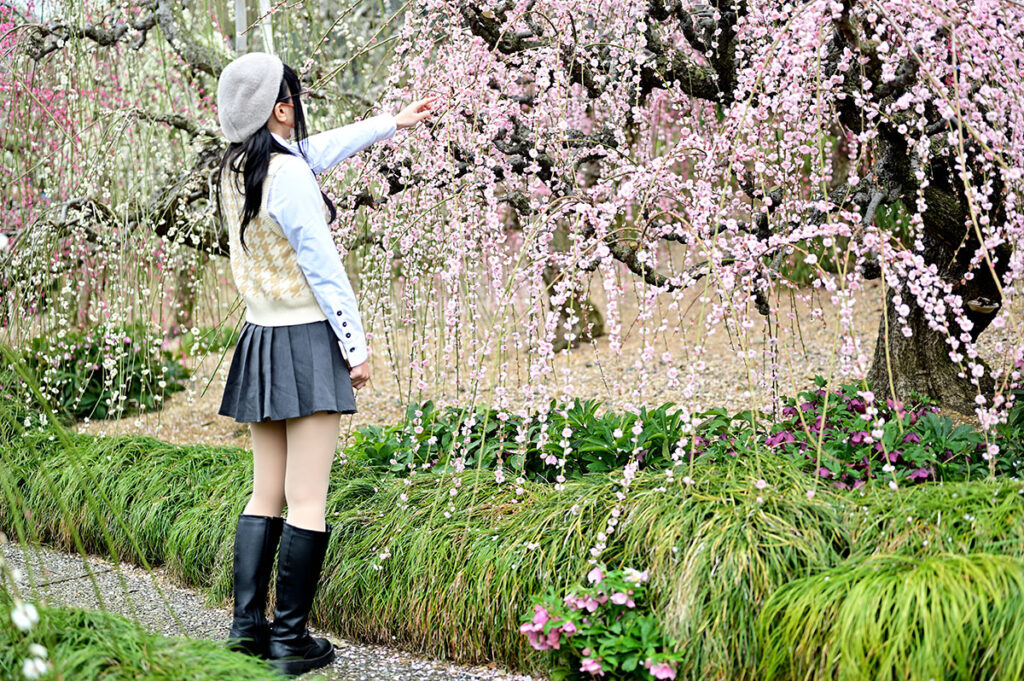 大草山昇竜しだれ梅園ポートレート