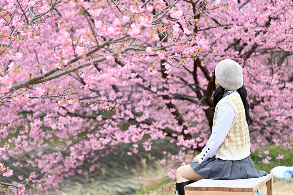 東大山河津桜祭り桜とのポートレート