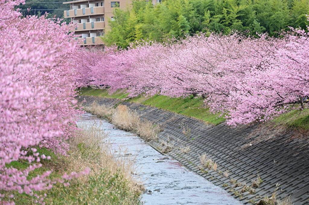 東大山河津桜祭り川沿い両サイドに桜