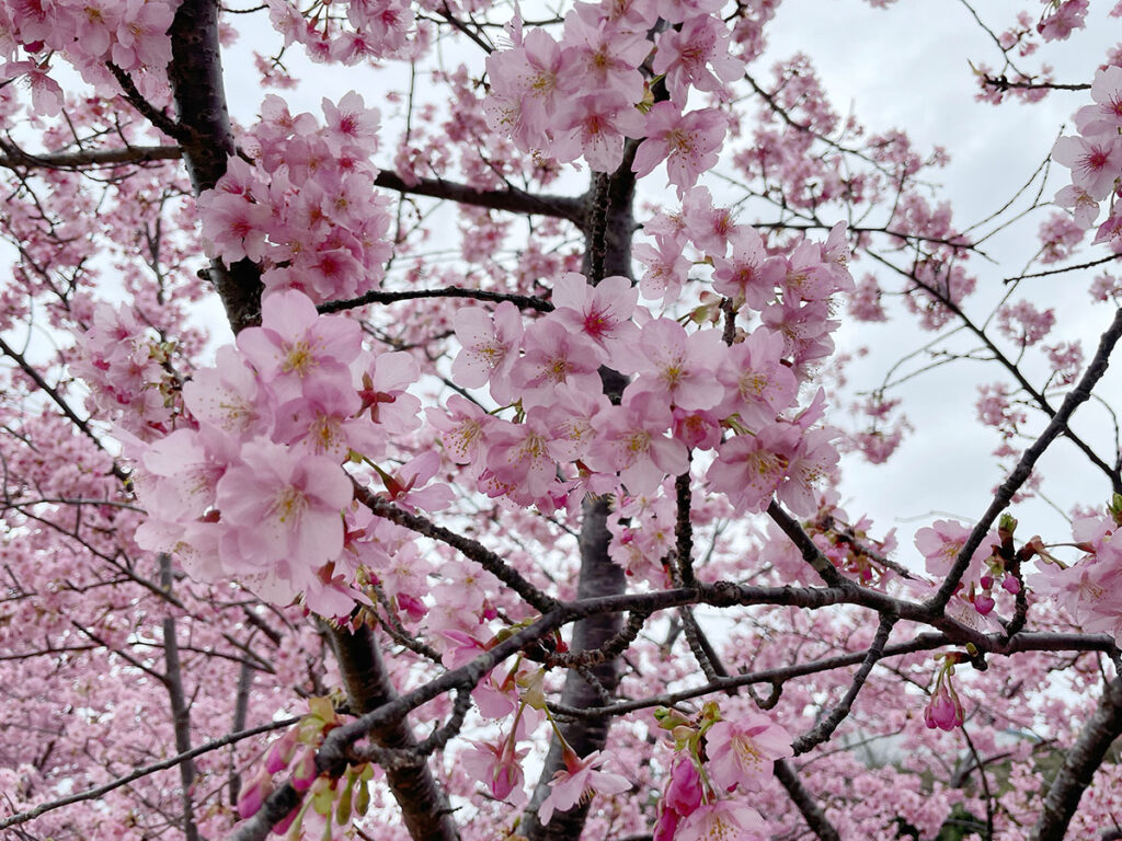 東大山河津桜祭り桜アップ