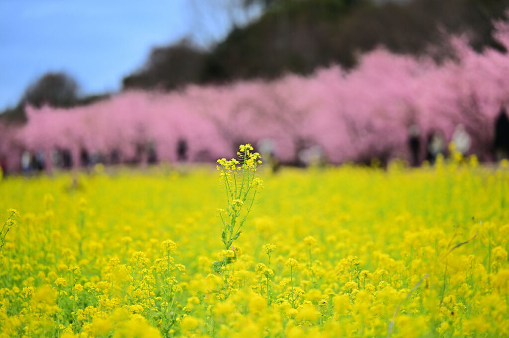 東大山河津桜祭り菜の花と桜のコラボ