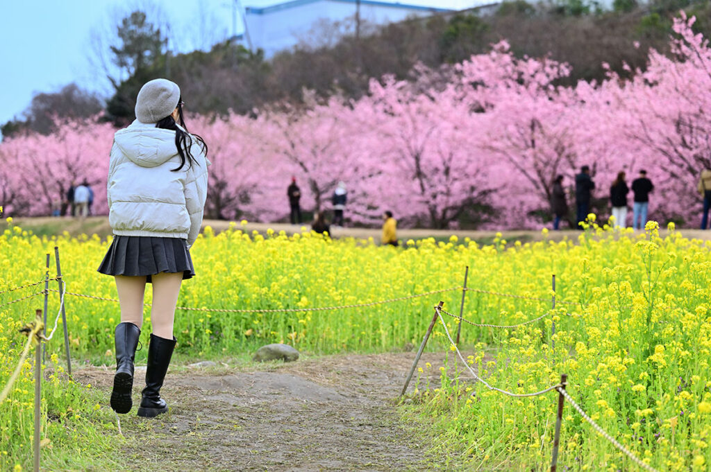 東大山河津桜祭り桜菜の花と桜とポトレ